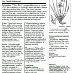 Yellow Flag Invasive Plant Information Sheet European Yellow Iris Iris pseudacorus Lily Family (Liliaceae)