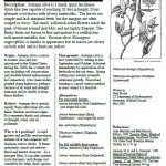 Autumn Olive Invasive Plant Information Sheet Elaeagnus umbellata Oleaster Family (Elaeagnaceae)