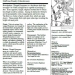 Winged Euonymus Invasive Plant Information Sheet Burning Bush Euonymus alatus Staff-tree Family (Celastraceae)