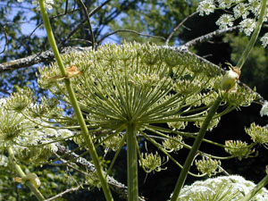 hogweed127