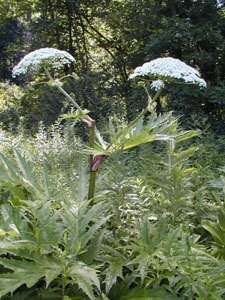 hogweed134