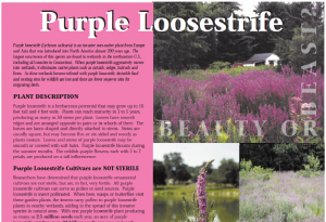 Purple Loosestrife: Beauty or Beast By: Donna Ellis