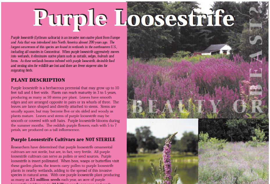 Purple Loosestrife: Beauty or Beast