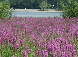 purple loosestrife invasive species