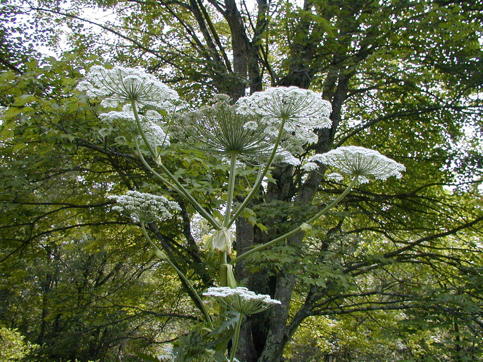 Hogweed Look Alikes Connecticut Invasive Plant Working Group