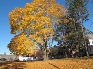 Norway Maple Acer Platanoides Connecticut Invasive Plant Working Group