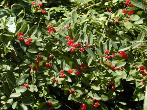 barberry