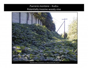 Photo Notebook ProjectKudzucover