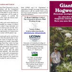 Giant Hogweed Brochure