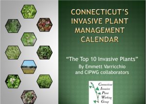 CT Invasive Plant Calendar