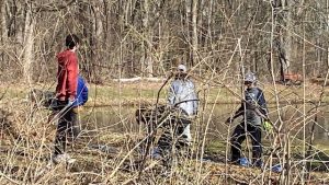 Invasive removal at Spicebush swamp park, March 26 in West Hartford. From Beth Ann Loveland Sennett