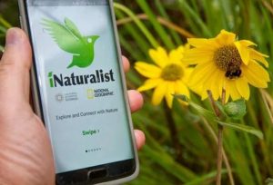 Hand holding phone with iNaturalist app pulled up in front of flower and bee