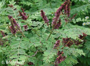 Amorpha fruticosa leaves and flowers. L. Mehrhoff