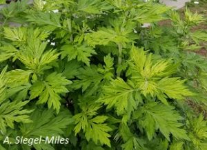 Artemisia vulgaris foliage. A. Siegel-Miles