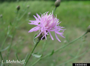 Centaurea stoebe flower. L. Mehrhoff