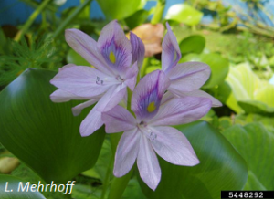 Eichhornia crassipes flower. L. Mehrhoff