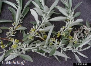 Elaeagnus angustifolia flowers and foliage. L. Mehrhoff