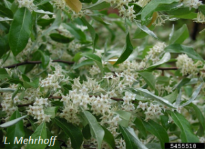 Elaeagnus umbellata flowers - L. Mehrhoff