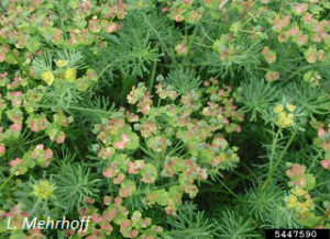 Euphorbia cyparissias flowers and foliage. L. Mehrhoff