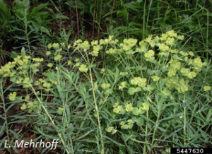 Euphorbia esula foliage and flowers. L. Mehrhoff