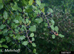 Frangula alnus berries and foliage. L. Mehrhoff