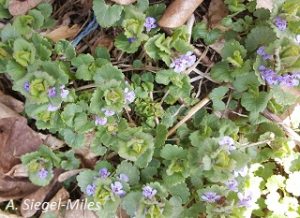 Glechoma hederacea flowers and foliage. A Siegel-Miles