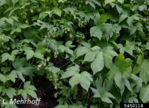 Humulus japonicus foliage. L. Mehrhoff