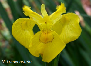 Yellow iris flower. N. Loewenstein