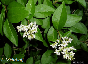 California privet flowers and foliage, L. Mehrhoff