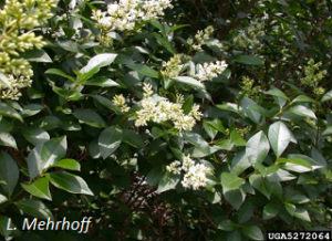 European privet flowers and foliage, L. Mehrhoff