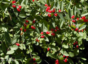 Lonicera morrowii foliage and berries. D. Ellis