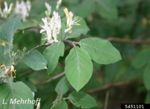 Lonicera xylosteum flowers and foliage, L. Mehrhoff