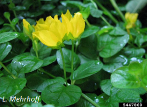 Moneywort flowers. L. Mehrhoff