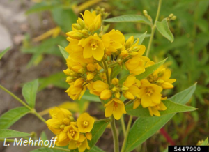Lysimachia vulgaris flower. L. Mehrhoff