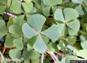 Marsilea quadrifolia foliage. L. Mehrhoff