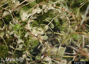 Myriophyllum spicatum. L. Mehrhoff