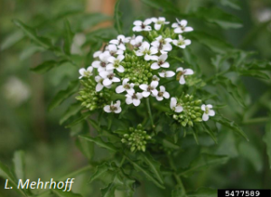 Nasturtium officinale flowers. L. Mehrhoff