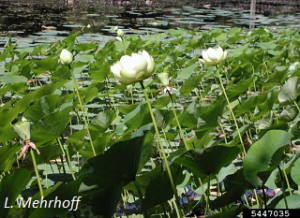 Nelumbo lutea flowers and foliage. L. Mehrhoff