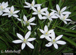 Ornithogalum umbellatum flowers. L. Mehrhoff