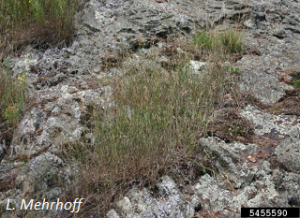 Poa compressa. L. Mehrhoff