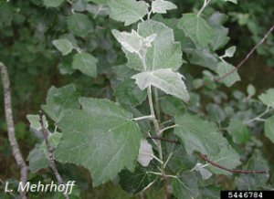 Populus alba, L. Mehrhoff