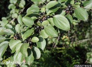 Rhamnus cathartica berries and foliage. L. Mehrhoff