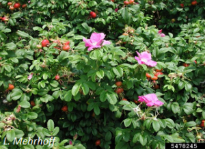 Rosa rugosa fruit, foliage, and flowers. L. Mehrhoff