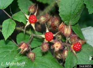 Rubus phoenicolasius foliage and fruit. L. Mehrhoff