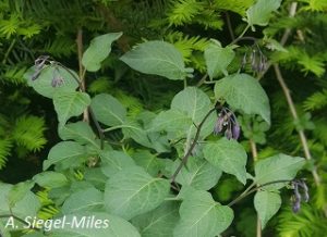 Solanum dulcamara foliage. A. Siegel-Miles