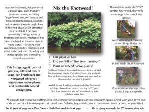 Nix the Knotweed flyer and information